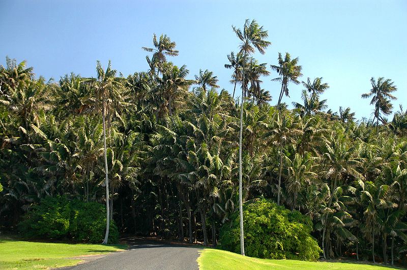 FileEndemic Howea forsteriana Palms Neds Beach,Lord Howe Island.jpg