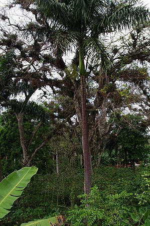 Roystonea violacea Palmpedia Palm Grower's Guide
