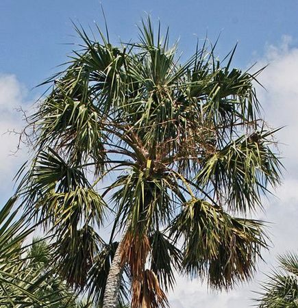 Sabal yapa Palmpedia Palm Grower's Guide
