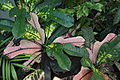 Thumbnail for version as of 13:13, 18 August 2013