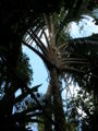 Thumbnail for version as of 03:37, 26 January 2009