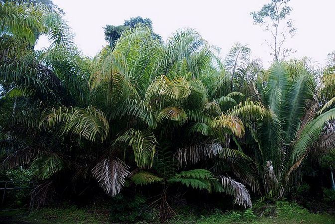Raphia taedigera Palmpedia Palm Grower's Guide
