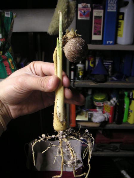 File:Sylvicolagerm.jpg