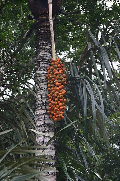 Astrocaryum vulgare Palmpedia Palm Grower's Guide