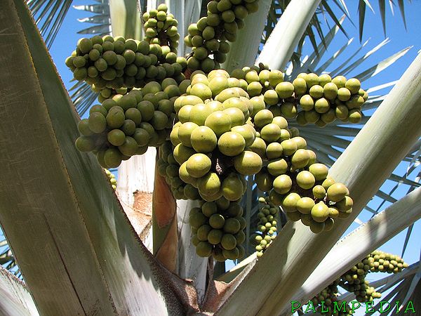 Bismarckia nobilis - Palmpedia - Palm Grower's Guide