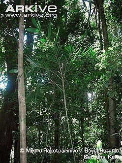Dypsis-gautieri-in-habitat-in-Madagascar1.jpg