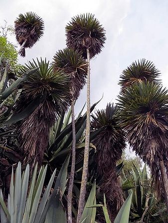 Hemithrinax ekmaniana Palmpedia Palm Grower's Guide