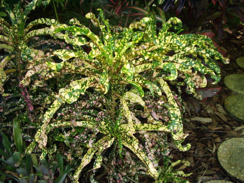 KING OF SIAM Palmpedia Palm Grower's Guide