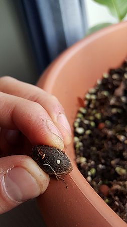 Butia matogrossensis Palmpedia Palm Grower's Guide