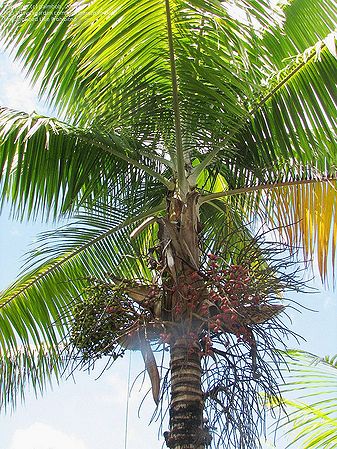 Rhopaloblaste ceramica - Palmpedia - Palm Grower's Guide