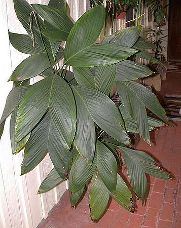 Chamaedorea ernesti-augusti - Palmpedia - Palm Grower’s Guide