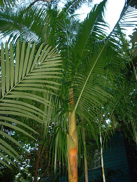File:DpDSCN8297.jpg